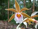 Phaius tankervilleae swamp orchid_4